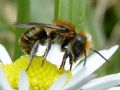 Osmia caerulescens (cfr.)